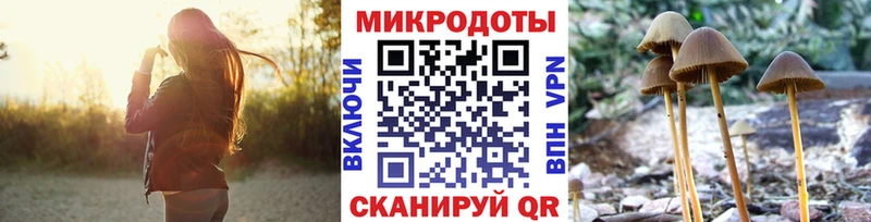 Галлюциногенные грибы Psilocybe  купить наркотики цена  Высоцк 